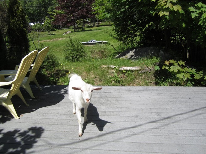 Lily the goat on the deck